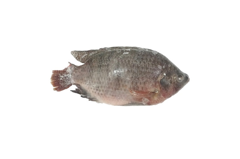 Cá Rô Phi Nguyên Con